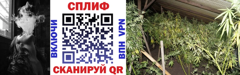 Купить где  Чернушка  Бошки марихуана индика 